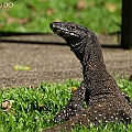 Varanus varius (Lace Monitor) in Crystal Cascade レースオオトカゲ<br />Canon EOS 6D + EF70-200 F4L IS +EF1.4xII